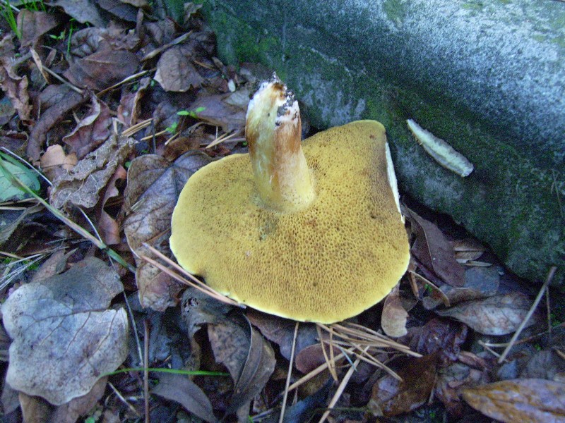 Boletus granulatus